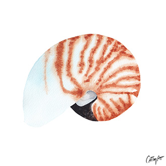 Aquarelle coquillage coquille Nautile animal marin couleurs douces #inktober2022